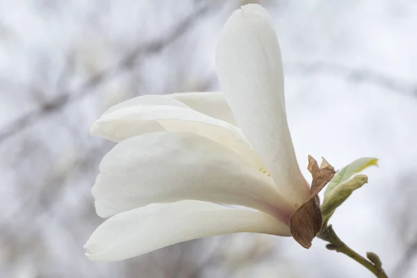 Gros Plan Floraison Magnolia Blanc Printemps — Photo