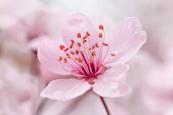 Κλείσιμο Του Ροζ Prunus Nigra Ανθίζει Την Άνοιξη — Φωτογραφία Αρχείου