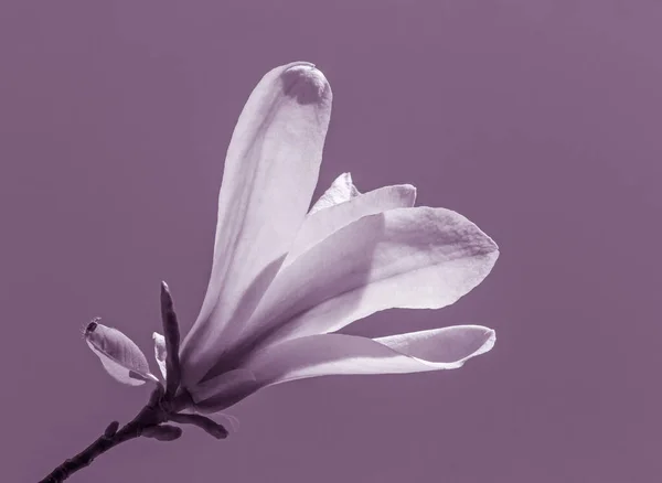 Close White Magnolia Tree Blossoming — Stock Photo, Image