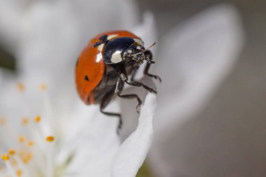 Beyaz kiraz ağacının üzerinde oturan uğur böceğine yaklaş.