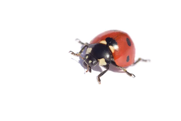 Close Ladybug Isolated White — Stock Photo, Image