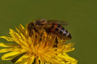 Karahindiba çiçeğinin polenini toplamak için arıya yaklaş.