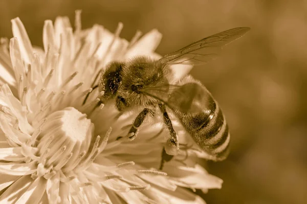 Nahaufnahme Von Bienen Die Pollen Auf Löwenzahnblüten Sammeln — Stockfoto