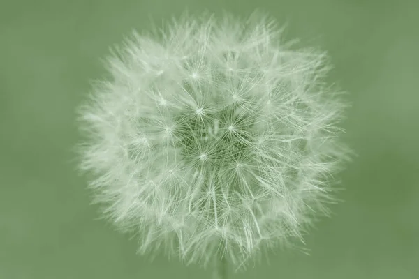 Close Flor Bola Sopro Contra Fundo Verde — Fotografia de Stock