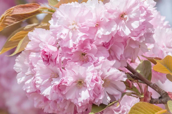 Blommande Gren Japanska Körsbärsträd Våren — Stockfoto