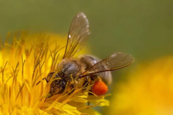 Nahaufnahme Von Bienen Die Pollen Auf Löwenzahnblüten Sammeln — Stockfoto