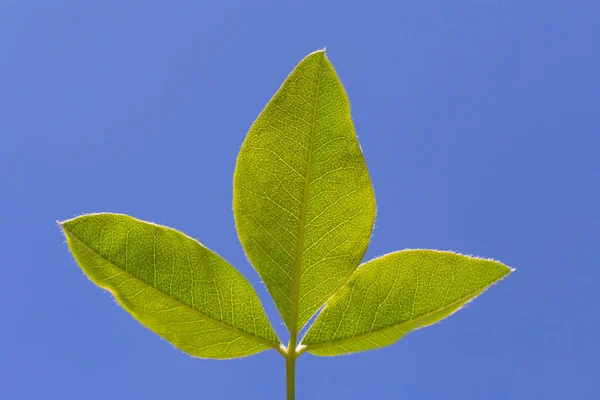 Gros Plan Trois Feuilles Vertes Contre Ciel Bleu — Photo