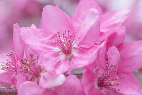 Gros Plan Floraison Rose Pommier Chinois Printemps — Photo