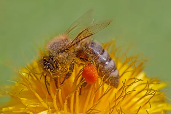 Nahaufnahme Von Bienen Die Pollen Auf Löwenzahnblüten Sammeln — Stockfoto