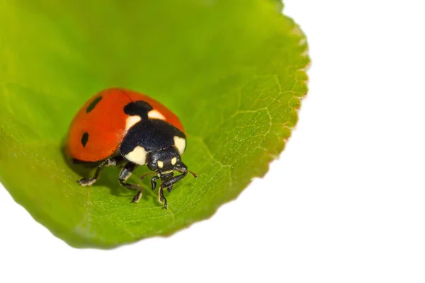 Close Ladybug Sitting Green Leaf Isolated White — Stock Photo, Image