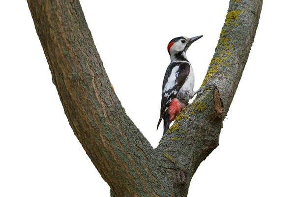 Close Woodpecker Sitting Trunk Tree Isolated White — Stock Photo, Image