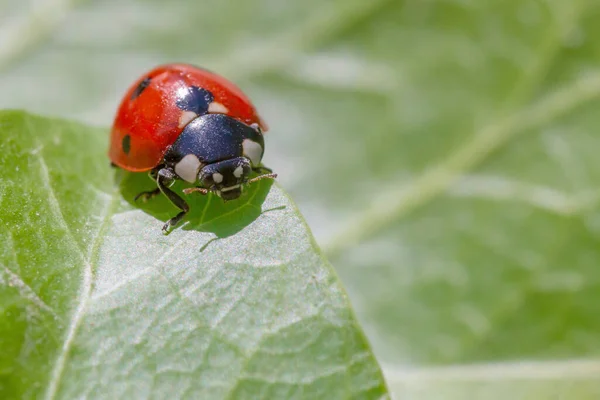 Close Ladybug Sitting Green Leaf — Stock Photo, Image