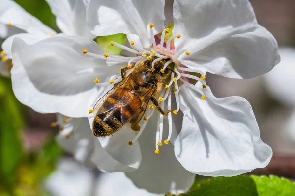 Крупним Планом Бджолиний Пилок Білому Вишневому Цвітінні — стокове фото
