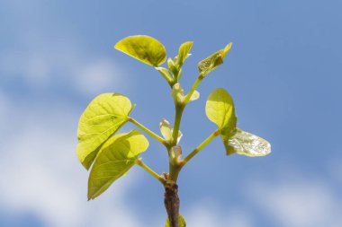 Taze yeşil yapraklı ağaç dalları mavi gökyüzüne karşı