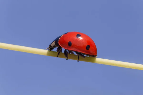 Close Ladybug Walking Stem Blue Sky — Stock Photo, Image