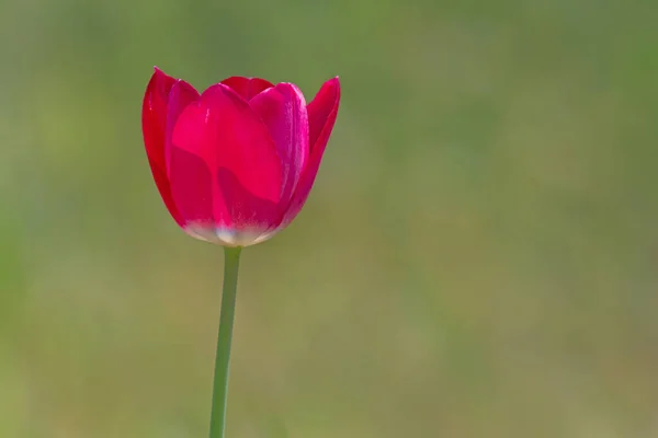 Κοντινό Πλάνο Του Ροζ Τουλίπα Πράσινο Φόντο — Φωτογραφία Αρχείου