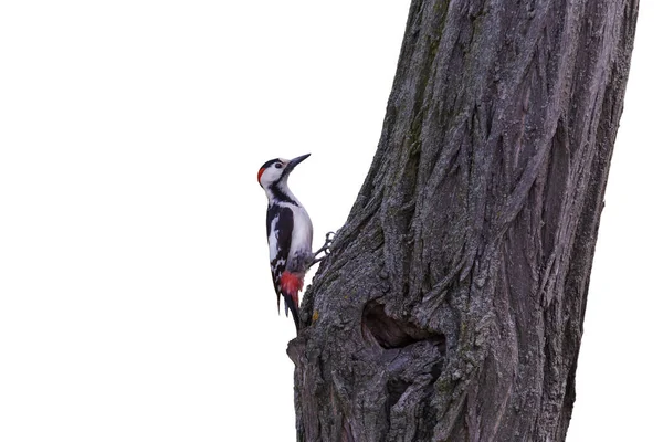 ウッドペッカーは白地に孤立したアカシアの木の幹に座り — ストック写真
