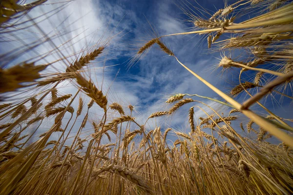 buğday mavi gökyüzü