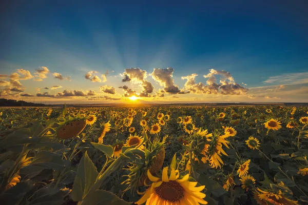 Ayçiçeği tarlası günbatımında resim