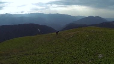 dağlarda Vahşi atlar otlatmak