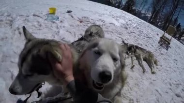 Husky birinci şahıs okşayarak