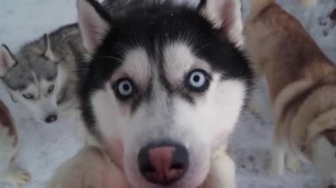Kayak merkezi eğlenceleri. İri mavi gözleri kapat. Husky çiftliği. Şirin Sibirya kabuğunun portresi
