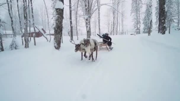 Pareja montar renos trineo valle nevado Laponia desierto en el atardecer de oro. Guía turística líder ciervos trineo valle nevado cubierto paisaje de Alaska. Atracción turística típica en invierno — Vídeos de Stock