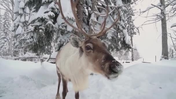 Renne mâle face à la caméra dans la forêt en Laponie, Suède. Des rennes nordiques. Cerfs dans la Laponie enneigée 