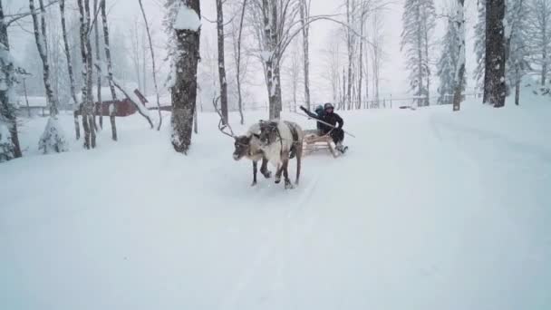 Skigebied vermaak. Rendieren slee rijden in het winterlandschap. Vrouwelijke toerist op rendieren sleeën attractie in Lapland. Veel plezier op rendieren sleeën attractie. — Stockvideo