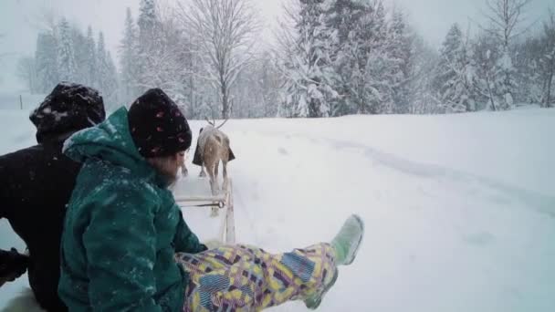Entretenimientos de estación de esquí. Paseos en trineo de renos en el paisaje invernal. Turista femenina en atracción de trineo de renos en Laponia. Diviértete en la atracción de trineo de renos . — Vídeos de Stock