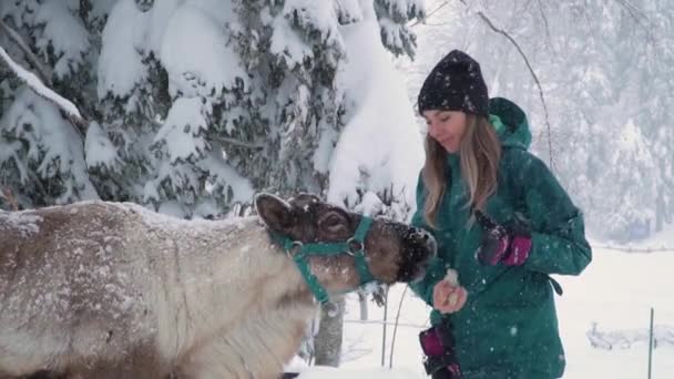 Ski resort entertainments. Yound woman and deer in the winter forest. Woman feed deer. Girl feed deer. Deer farm. — Stock video