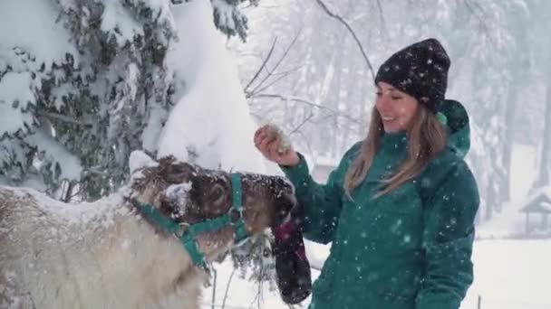 Skigebied vermaak. Hond vrouw en hert in het winterbos. Vrouw voedt herten. Meisjes voeren herten. Hertenbedrijf. — Stockvideo