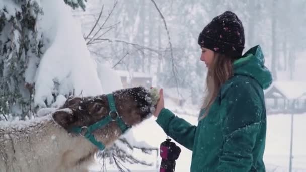 Развлечения на горнолыжном курорте. Yound женщина и олень в зимнем лесу. Женщина кормит оленя. Девочка кормит оленей. Оленеводство . — стоковое видео