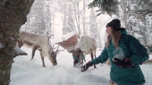 Ski resort entertainments. Yound woman and deer in the winter forest. Woman feed deer. Girl feed deer. Deer farm. — Stock video