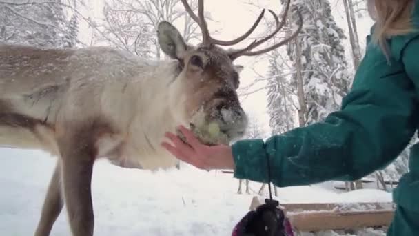 Ski resort entertainments. Yound woman and deer in the winter forest. Woman feed deer. Girl feed deer. Deer farm. — ストック動画