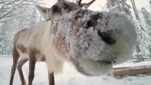 Skigebied vermaak. Hond vrouw en hert in het winterbos. Vrouw voedt herten. Meisjes voeren herten. — Stockvideo