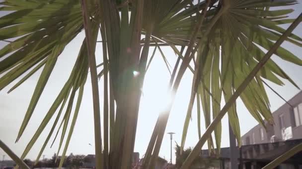 Sonne lugt durch Palmenblätter Silhouetten an einem windigen Tag bei Sonnenuntergang in los angeles, Kalifornien. — Stockvideo