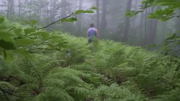 Vue de derrière de l'homme dans la forêt d'été entourée de fougères. Au ralenti. L'homme s'est perdu dans les bois . — Video