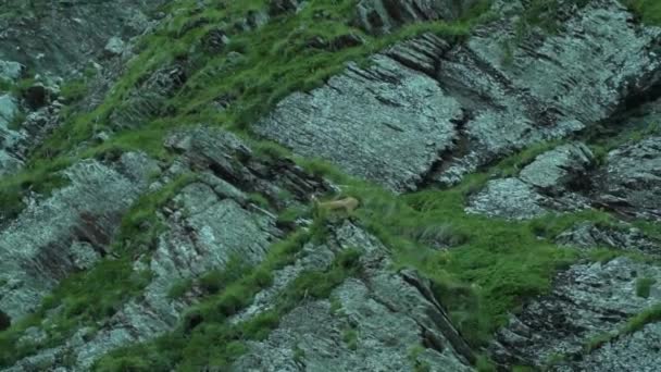 Capra selvatica con le corna sulla cima di una montagna nelle Alpi. Bellissimo paesaggio alpino — Video Stock