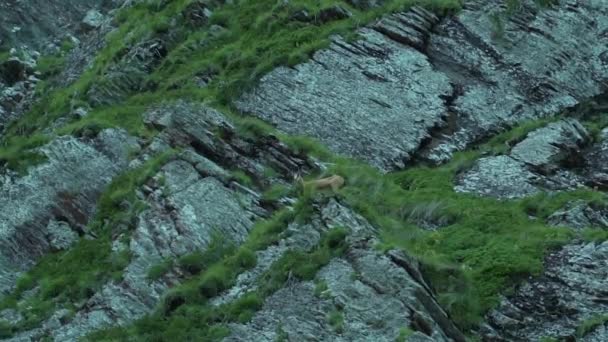 Long shot of a mountain goat grazing on mt grinnell at many glaciers area of glacier national park — Stock Video