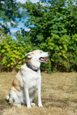 Sarışın Husky kurtarma köpeği
