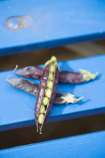 Ervilha marrowfat aberta em azul — Fotografia de Stock