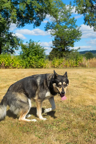 Husky rescue dog — Stock Photo, Image