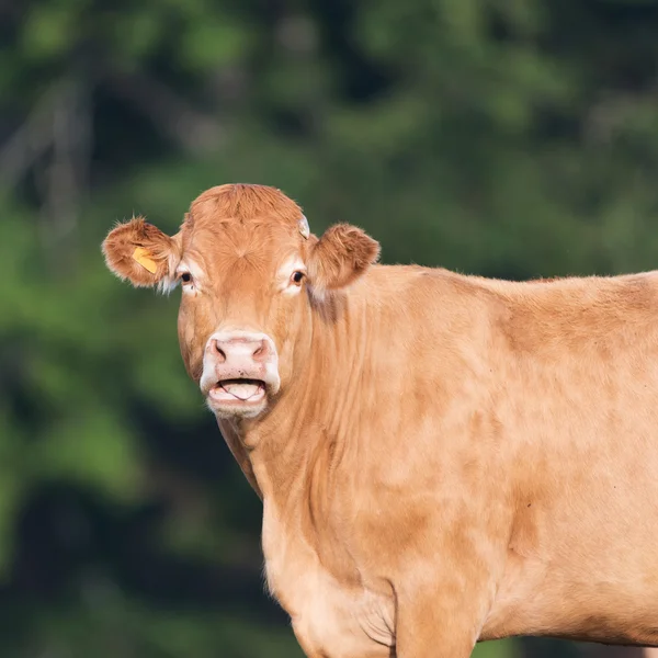 Kráva od francouzské Limousin — Stock fotografie