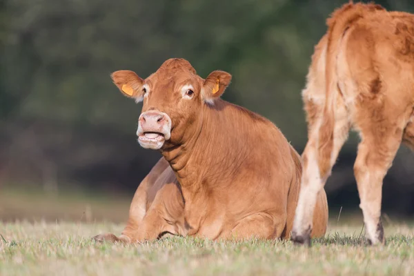 Vaca de Limosina Francesa — Foto de Stock
