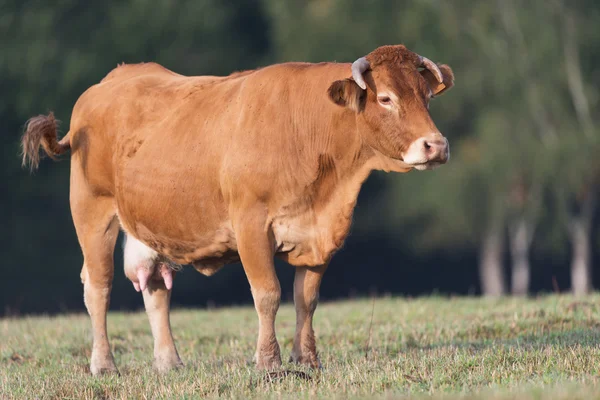 Lehmä Ranskan Limousin — kuvapankkivalokuva