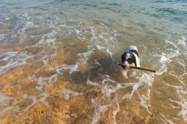 Kumsaldaki köpek.
