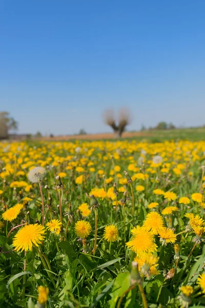 Paardebloemen in landschap — Stockfoto