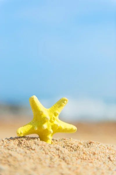 Estrela do mar na praia — Fotografia de Stock