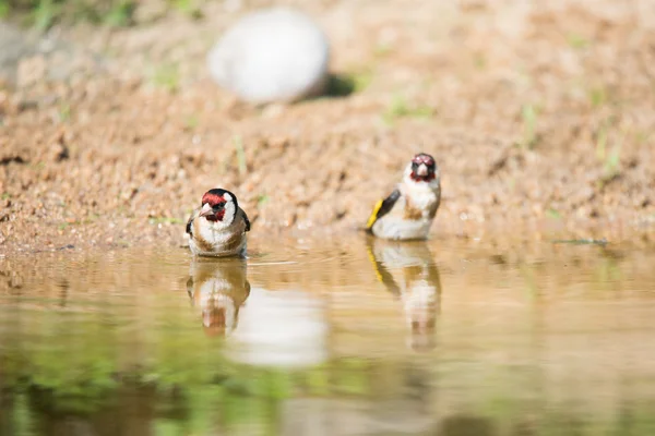 Bathing European goldfinch — Stock Photo, Image